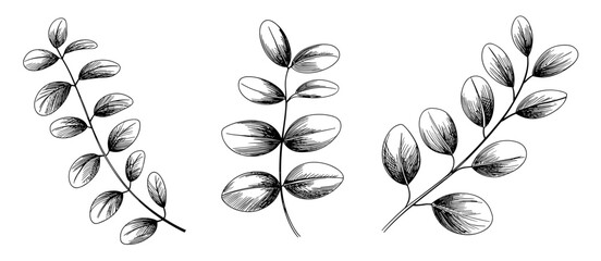 Eucalyptus botanical illustration with plant, branch, leaves, foliage, floral, drawing