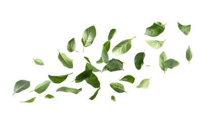 green leaves isolated on white background