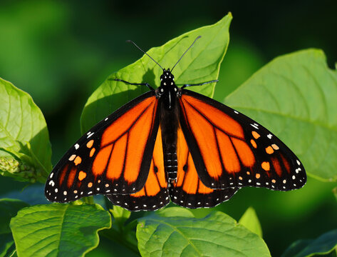 Monarch Butterfly - Danaus plexippus. Perched on a Mexican Pokeweed plant - phytolacca heterotepala. Oeiras, Portugal. Dorsal view. Shallow selective focus for effect. Space for text.