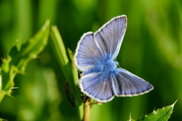 blue butterfly close-up on green grass background
