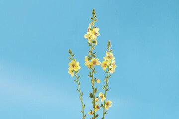 Front view of Verbascum flowering plant for herbal supplement brands, gardening books, eco-friendly packaging, plant-based skincare ads, apothecary labeling, and flower-themed stationery design