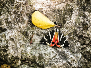 Big  Euplagia quadripunctaria butterfliy sits onsit on large tree trunk in Petaludes Butterfly Valley Park on Rhodes island in Greece