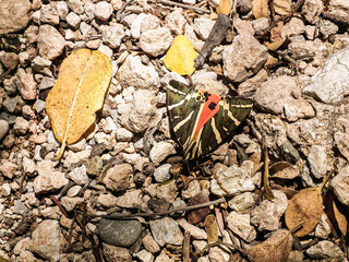 Big  Euplagia quadripunctaria butterfliy sits onsit on stones in Petaludes Butterfly Valley Park on Rhodes island in Greece
