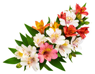Corner Cluster of Alstroemeria Flowers and Buds with Green Leaves, isolated on transparent.
