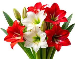 Corner Cluster of Red and White Amaryllis Blooms with Leaves, isolated on transparent background.
