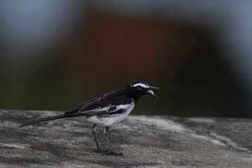 A striking black and white white wagtail, captured mid call with its beak open with food with a softy blurred background.