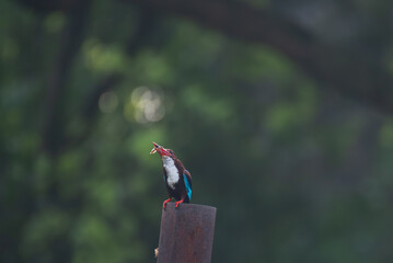 a vibrant white throated kingfisher captured mid action, with its vivid red beak open wide and its...