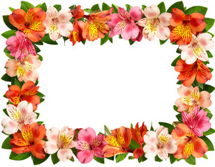Floral Frame of Pink and Orange Alstroemeria Flowers with Foliage, isolated on transparent background.