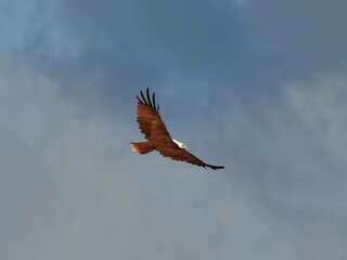 Raptor Brahminy Kite in the sky