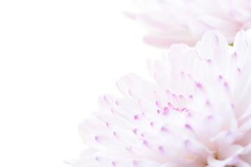 スプレーマムのピンクの花を白背景でマクロ撮影16
