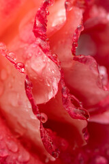 A red flower with water droplets on it