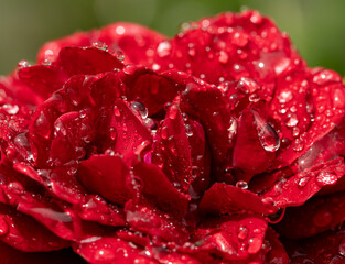 A red flower with water droplets on it