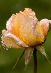 A rose with dew drops on it