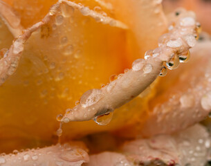 A rose with water droplets on it