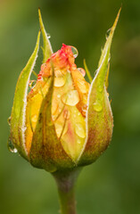A flower with raindrops on it