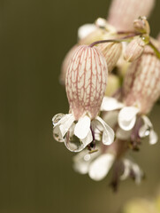 A flower with a white center and pink petals