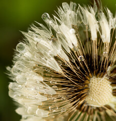 A flower with a few drops of water on it