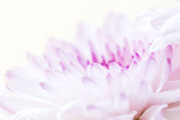 スプレーマムのピンクの花を白背景でマクロ撮影08
