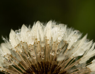 A flower with water droplets on it