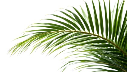 Obraz premium A green palm leaf against a bright backdrop