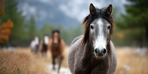 Gray horse stands in foreground while other horses walk in a natural setting during early morning light