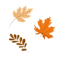 A set of colorful autumn leaves on a white background. Hand drawn vector illustration. Leaves of maple and other trees. Fall Dry Leaf in School Season. Bright Thanksgiving Overlay Design.
