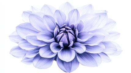 Obraz premium Exquisite Lavender Dahlia: Detailed Floral Macro on White Background