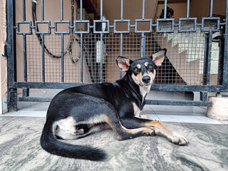 indian street dog in a cage 