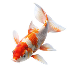 koi fish png ornamental carp PNG colorful pond fish PNG Japanese nishikigoi PNG transparent background image © PNG World