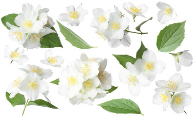 Beautiful jasmine flowers and green leaves on white background, collage