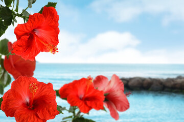Red hibiscus flowers by sea. Tropical plant