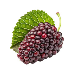 Close up of a fresh mulberry fruit with its vibrant green leaf on Transparent PNG