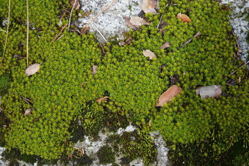 moss on the stone