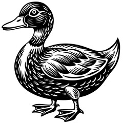 duck isolated on white background