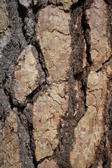 tree bark texture