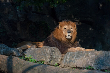 lion in the zoo