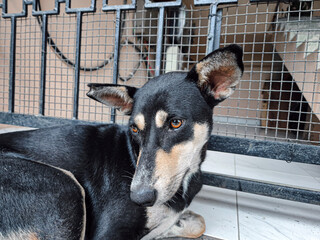 indian street dog in a cage 