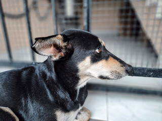 indian street dog in a cage 