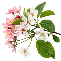 Flowers and leaves isolated on transparent background  
