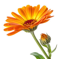 Calendula flower closeup isolated on transparent background  
