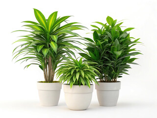 Three potted houseplants isolated on white background create a serene indoor garden