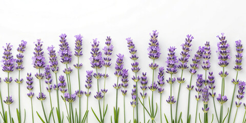 Fresh lavender flowers isolated on white background