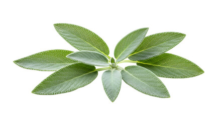 Obraz premium A close-up view of vibrant green leaves arranged elegantly, showcasing their texture and natural beauty against a white background