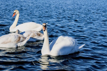 Elegant Swan Gazing at the Camera
