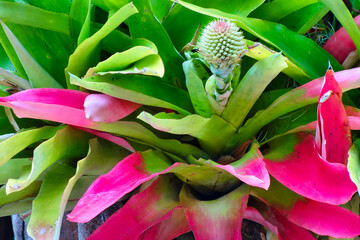 close up of pink flower