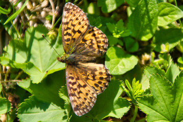 butterfly on leaf