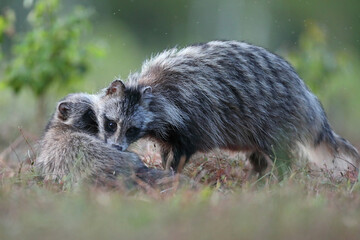 Jenot (Nyctereutes) raccoon dog