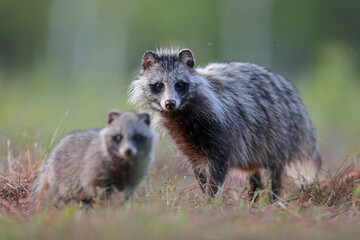 Jenot (Nyctereutes) raccoon dog