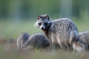 Jenot (Nyctereutes) raccoon dog