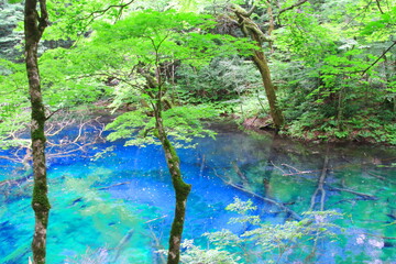白神山地（沸壺の池）